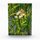 Pondside Elegance: Bloem in bloei Fotoblokken (Voorkant)