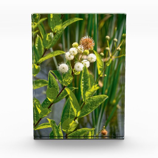 Pondside Elegance: Bloem in bloei Fotoblokken (Voorkant)