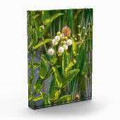 Pondside Elegance: Bloem in bloei Fotoblokken (Links)