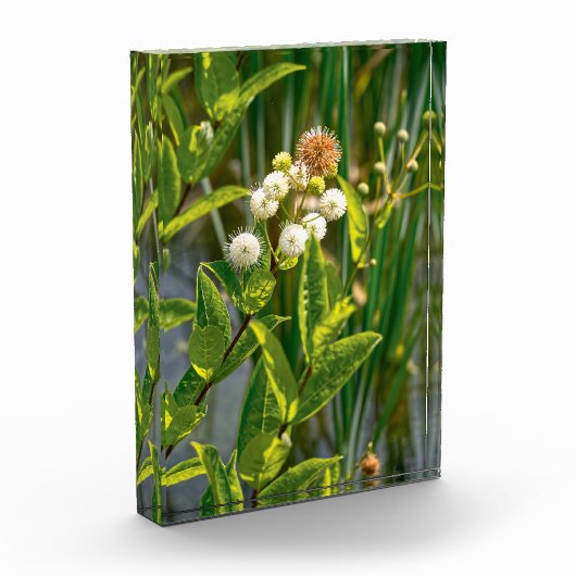 Pondside Elegance: Bloem in bloei Fotoblokken (Links)