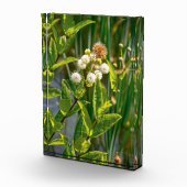 Pondside Elegance: Bloem in bloei Fotoblokken (Rechts)