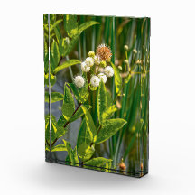 Pondside Elegance: Bloem in bloei