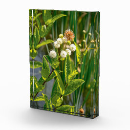 Pondside Elegance: Bloem in bloei Fotoblokken