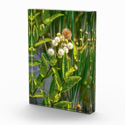 Pondside Elegance: Bloem in bloei Fotoblokken (Rechts)