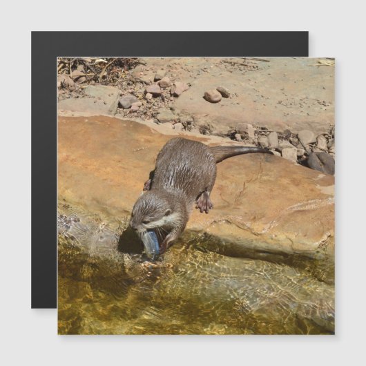 **"Pondside Feest: een otter en zijn vangst"** (Voorkant / Achterkant)
