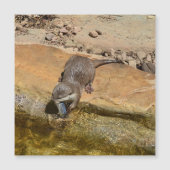 **"Pondside Feest: een otter en zijn vangst"** (Voorkant)
