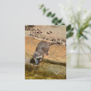 **"Pondside Feest: een otter en zijn vangst"** Briefkaart