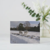 Poneys in de sneeuw briefkaart (Staand voorkant)