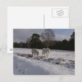 Poneys in de sneeuw briefkaart (Voorkant / Achterkant)