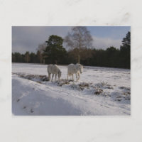 Poneys in de sneeuw