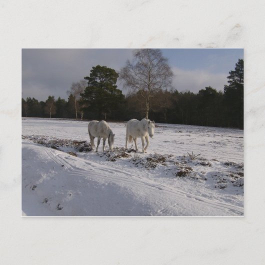 Poneys in de sneeuw briefkaart (Voorkant)