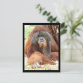 Pongo Orangutan Ape Briefkaart (Staand voorkant)