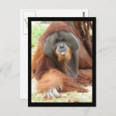 Pongo Orangutan Ape Briefkaart (Voorkant / Achterkant)