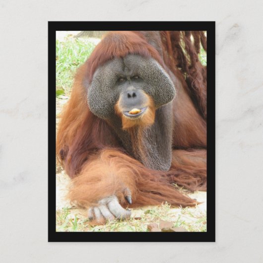 Pongo Orangutan Ape Briefkaart (Voorkant)
