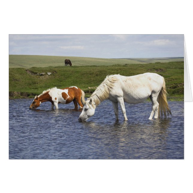 Ponies bij Watering Hole-blanco notelet/kaart (Voorkant Horizontaal)