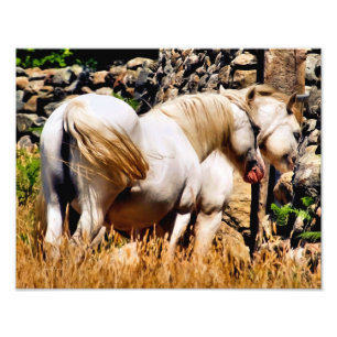 PONIES FOTO AFDRUK