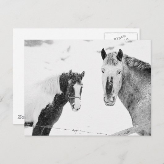 Ponies in Snowstorm Briefkaart (Voorkant / Achterkant)