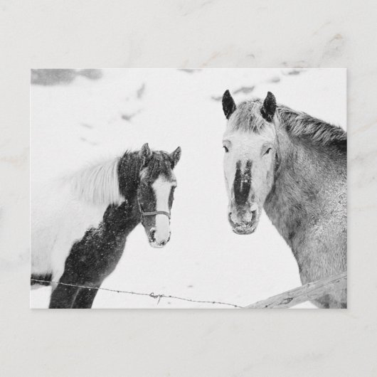 Ponies in Snowstorm Briefkaart (Voorkant)