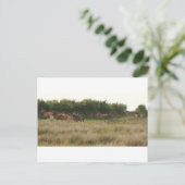 ponies.jpg briefkaart (Staand voorkant)