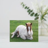 Ponies op Bodmin Moor Cornwall England Briefkaart (Staand voorkant)