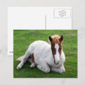 Ponies op Bodmin Moor Cornwall England Briefkaart (Voorkant / Achterkant)
