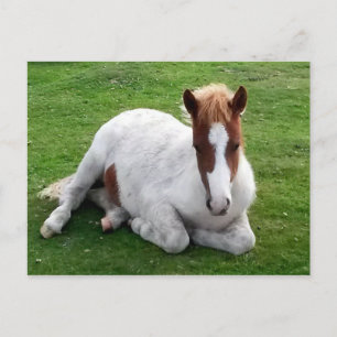 Ponies op Bodmin Moor Cornwall England Briefkaart