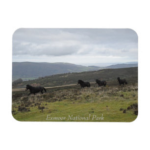 Ponies op Exmoor National Park, Engeland Magneet