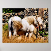 PONIES POSTER (Voorkant)