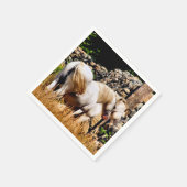 PONIES SERVET (Hoek)