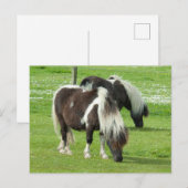 Ponies van raszuivere Shetland Paint Briefkaart (Voorkant / Achterkant)