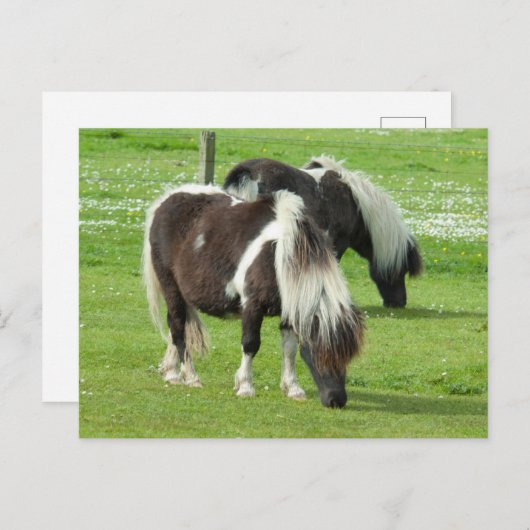 Ponies van raszuivere Shetland Paint Briefkaart (Voorkant / Achterkant)