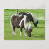 Ponies van raszuivere Shetland Paint Briefkaart (Voorkant)