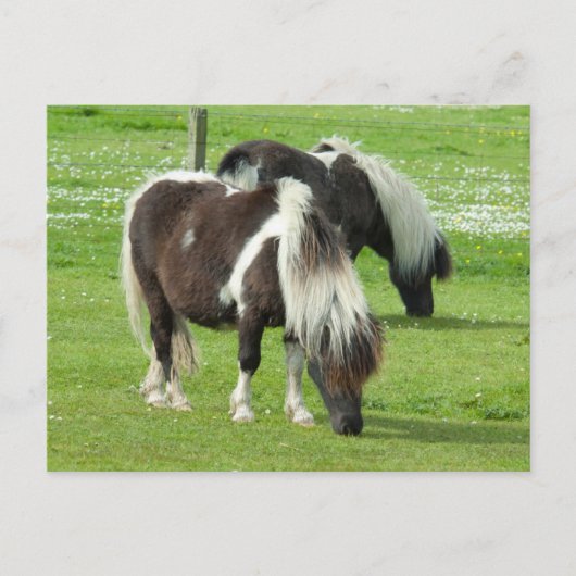 Ponies van raszuivere Shetland Paint Briefkaart (Voorkant)