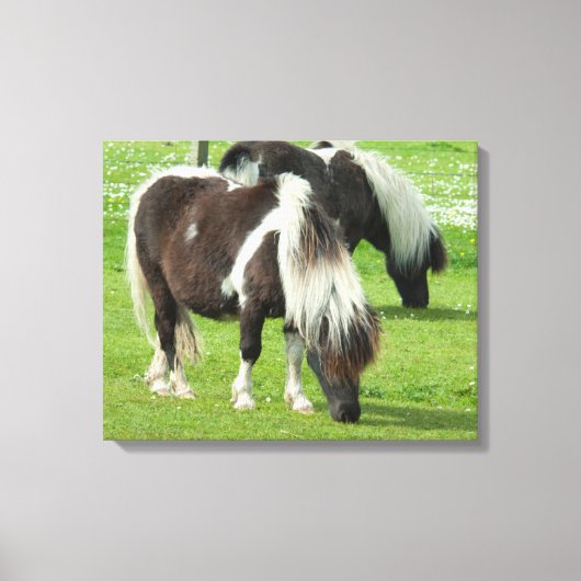 Ponies van raszuivere Shetland Paint Canvas Afdruk (Voorkant)