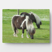 Ponies van raszuivere Shetland Paint Fotoplaat (voorkant)