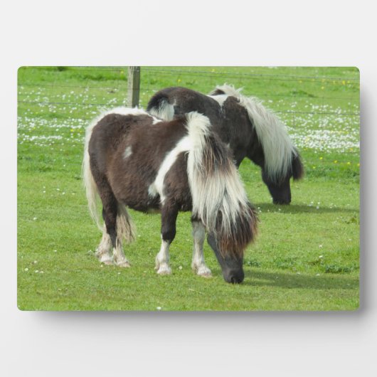 Ponies van raszuivere Shetland Paint Fotoplaat (voorkant)