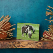 Ponies van raszuivere Shetland Paint Fotoplaat (Zijkant)