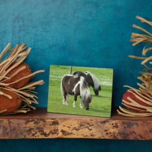 Ponies van raszuivere Shetland Paint Fotoplaat