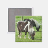 Ponies van raszuivere Shetland Paint Magneet (Voorkant / Achterkant)