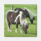 Ponies van raszuivere Shetland Paint Magneet (Voorkant)