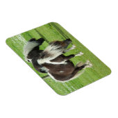 Ponies van raszuivere Shetland Paint Magneet (Rechterzijde)