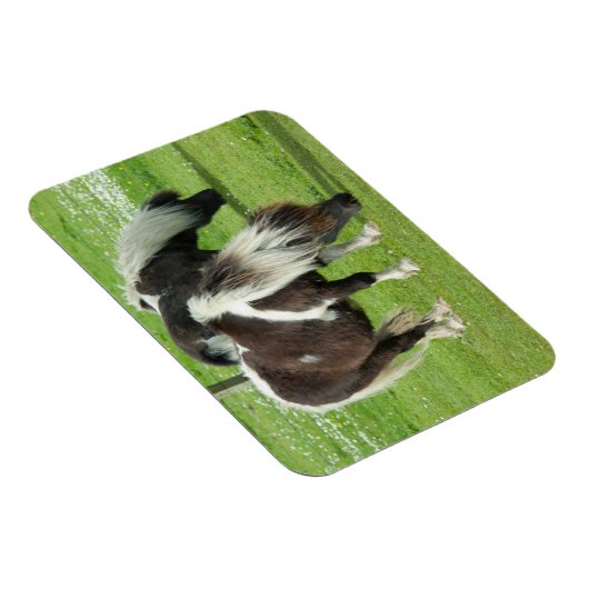 Ponies van raszuivere Shetland Paint Magneet (Rechterzijde)