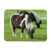 Ponies van raszuivere Shetland Paint Magneet (Horizontaal)