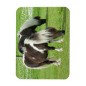 Ponies van raszuivere Shetland Paint Magneet (Verticaal)
