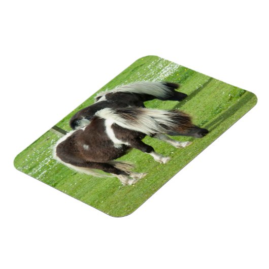 Ponies van raszuivere Shetland Paint Magneet (Linkerzijde)