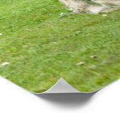 Ponies van raszuivere Shetland Paint Poster (Hoek)