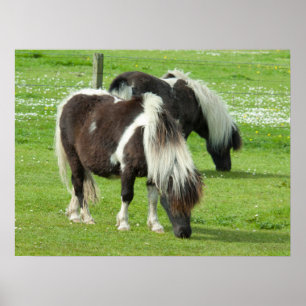 Ponies van raszuivere Shetland Paint Poster