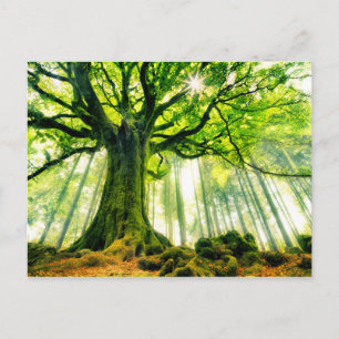Ponthus' Beech Briefkaart
