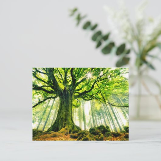 Ponthus' Beech Briefkaart (Staand voorkant)