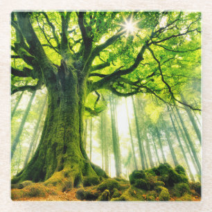 Ponthus' Beech Glazen Onderzetter